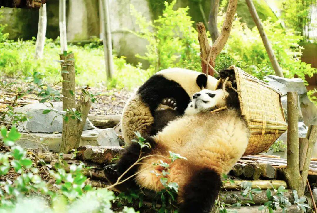 四川熊猫不敌对手,状态有所下滑的简单介绍 四川熊猫不敌对手,状态有所下滑的简单介绍